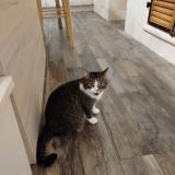 Foto del gato perdido en Lugon Et L Ile Du Carney