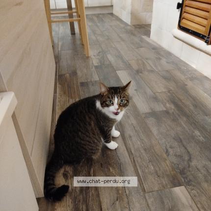 Foto 1/1 Saphir Chat perdido en Lugon et l ile du carney