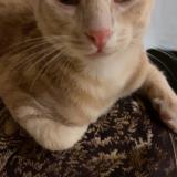 Foto del gato perdido en Niort