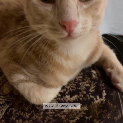 Foto 1/1 Gribouille Chat perdido en Niort