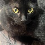 Foto del gato perdido en Cdmx