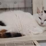 Foto del gato perdido en Thouron