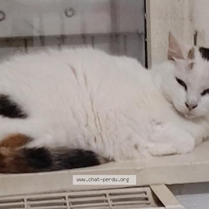 Foto 1/1 Zola Chat perdido en Thouron