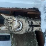 Foto del gato perdido en District Heights