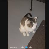 Foto de gato encontrado en Roselle