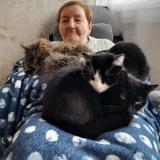 Foto del gato perdido en Noisy Le Sec