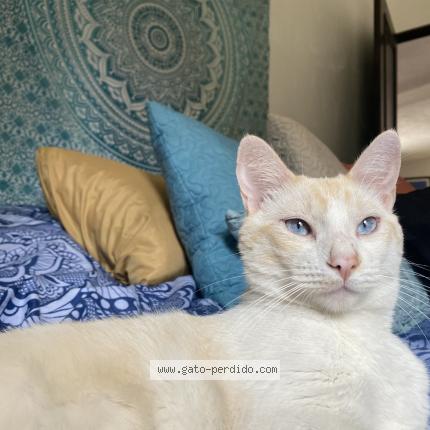 Foto 1/1 Zaphiro Chat perdido en Antigua