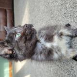 Foto del gato perdido en Marshfield