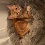 Foto del gato perdido en Camiers Ste Cecile