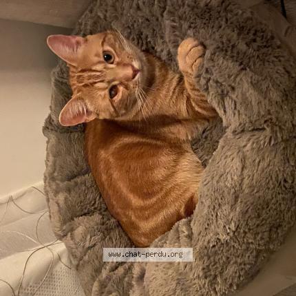 Foto 1/1 Wylo Chat perdido en Camiers ste cecile