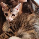 Foto del gato perdido en Roullet Saint Estephe