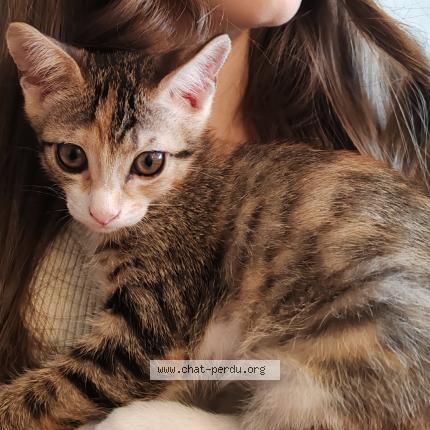 Foto 1/1 Chaussettes Chat perdido en Roullet saint estephe