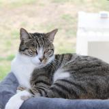 Foto del gato perdido en Sigoules