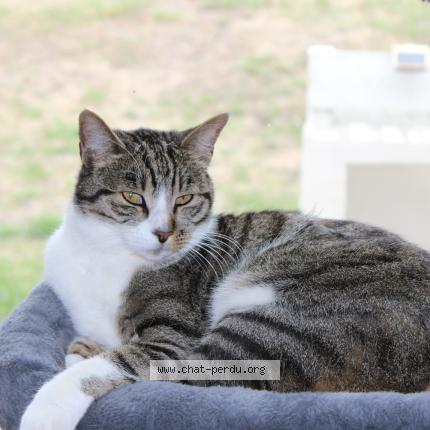 Foto 1/1 Mojito Chat perdido en Sigoules