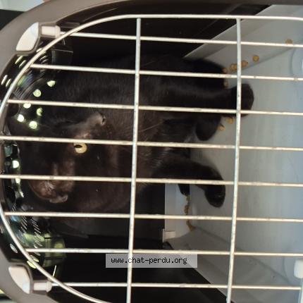 Foto 1/1 Tonio Chat perdido en Bidart