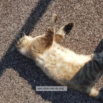 Foto 1/1 Gato encontrado Encontrado en La londe les maures