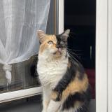 Foto del gato perdido en Fenain