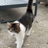 Foto del gato perdido en Issoire