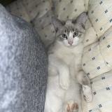 Foto del gato perdido en Aire Sur L Adour