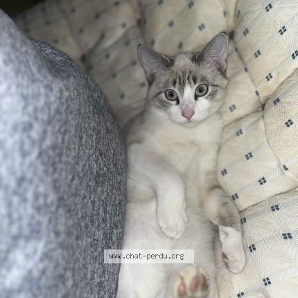 Foto 1/1 Shadow Chat perdido en Aire sur l adour