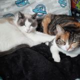 Foto del gato perdido en Bruc Sur Aff Bretagne