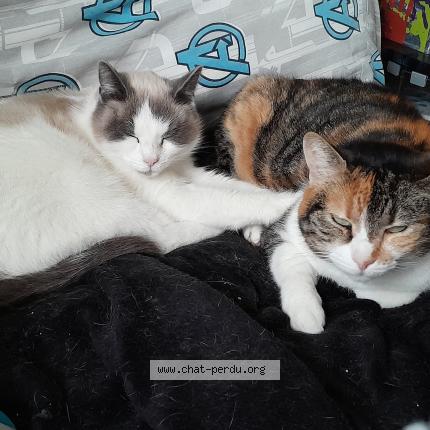 Foto 1/1 Pupuce Chat perdido en Bruc sur aff bretagne