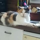 Foto del gato perdido en Bussac Foret