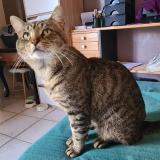 Foto del gato perdido en Niort