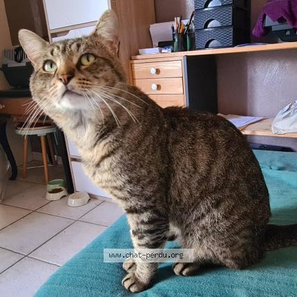 Foto 1/1 Groumi Chat perdido en Niort