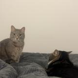 Foto del gato perdido en Nice