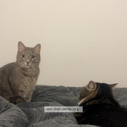 Foto 1/1 Simba Chat perdido en Nice