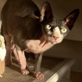 Foto del gato perdido en Michery