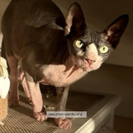 Foto 1/1 Shelby Chat perdido en Michery