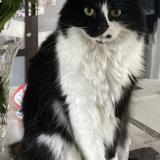 Foto del gato perdido en La Teste De Buch