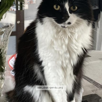 Foto 1/1 Nim Chat perdido en La teste de buch