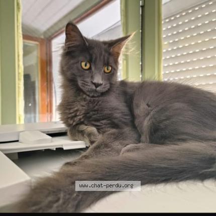 Foto 1/1 Archi Chat perdido en Houdeng aimeries