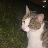 Foto de gato encontrado en Saint Dizier