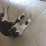 Foto del gato perdido en Moulis En Medoc