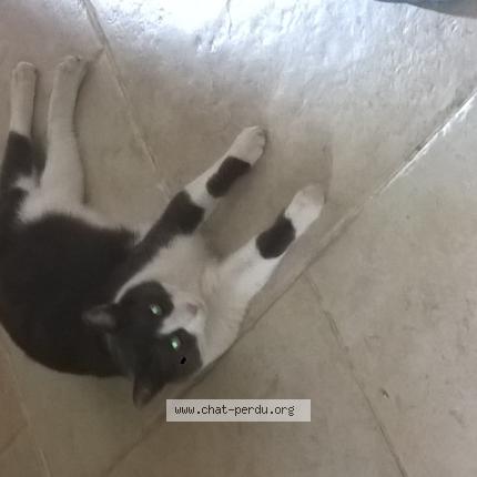 Foto 1/1 Gato encontrado Perdido en Moulis en medoc