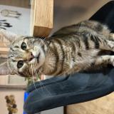 Foto del gato perdido en Monsteroux Milieu