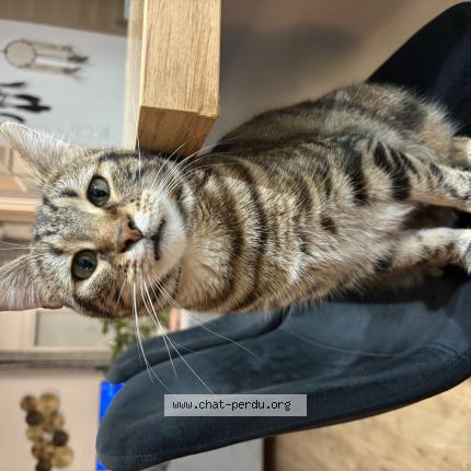 Foto 1/1 Charly Chat perdido en Monsteroux milieu