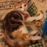 Foto del gato perdido en Gerardmer