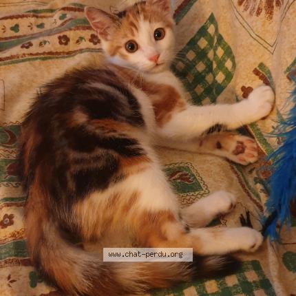 Foto 1/1 POSSUM Chat perdido en Gerardmer