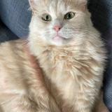 Foto del gato perdido en Plougastel