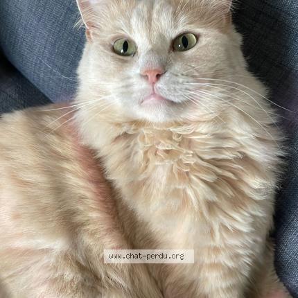 Foto 1/1 Doug Chat perdido en Plougastel