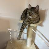 Foto del gato perdido en Villeurbanne