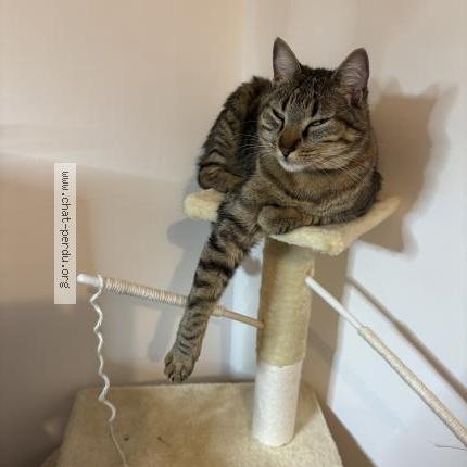 Foto 1/1 Pepito Chat perdido en Villeurbanne