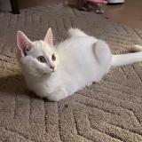 Foto del gato perdido en Antwerpen