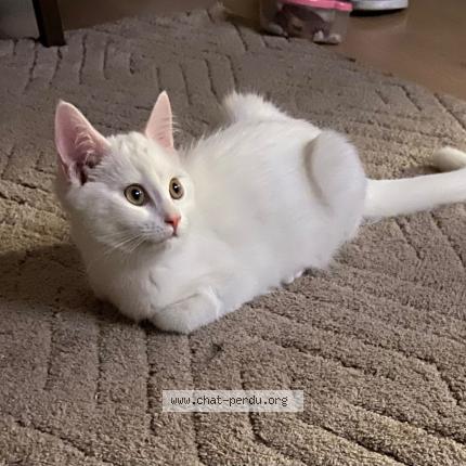 Foto 1/1 Anour Slimani Chat perdido en Antwerpen