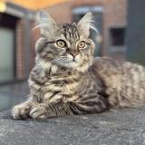 Foto del gato perdido en Roubaix